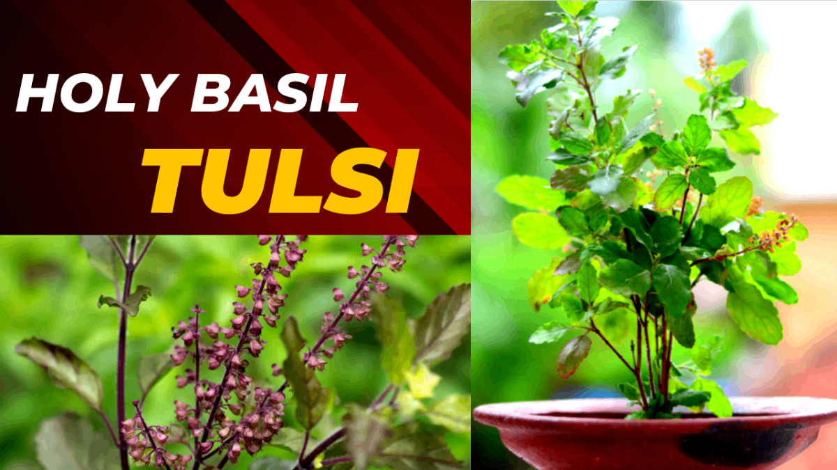 Ocimum sanctum (Tulsi): A Review of Clinical Research - by Shiree Khan - CollectLo