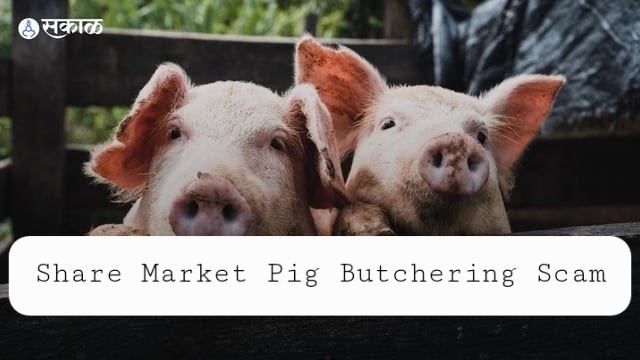 Pig Butchering Scam: Scam in China is also spreading in India - by PRATHMESH SONWANE - CollectLo