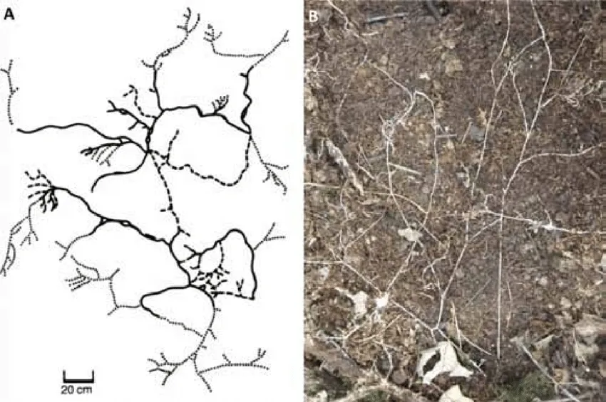 source: https://pmc.ncbi.nlm.nih.gov/ - by Akhilesh Yadav - CollectLo