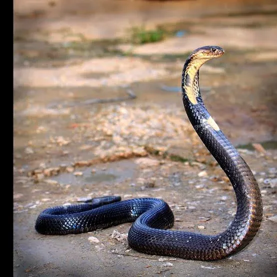 - by Prashant Bisht - CollectLo