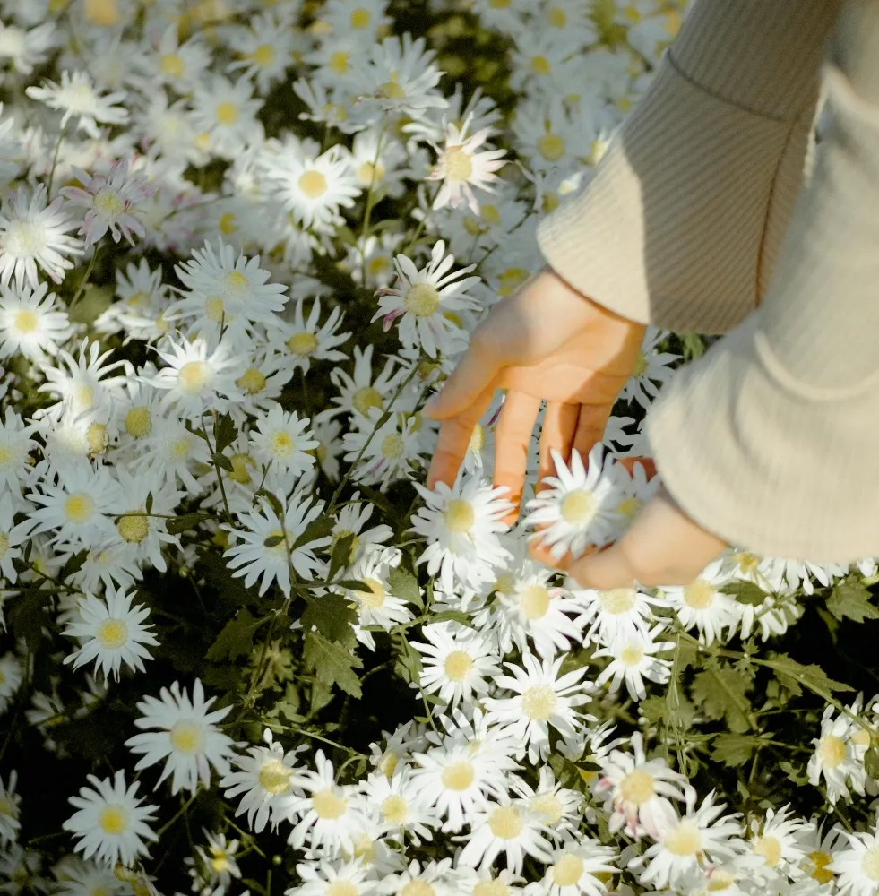 I AM BACK WITH NEW ASTERACEA!!!! - by Rajalakshmi M R - CollectLo