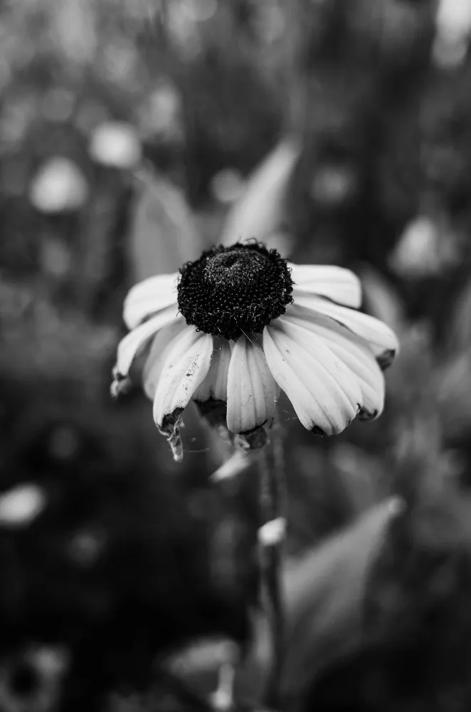 FADED DAISY - by Rajalakshmi M R - CollectLo