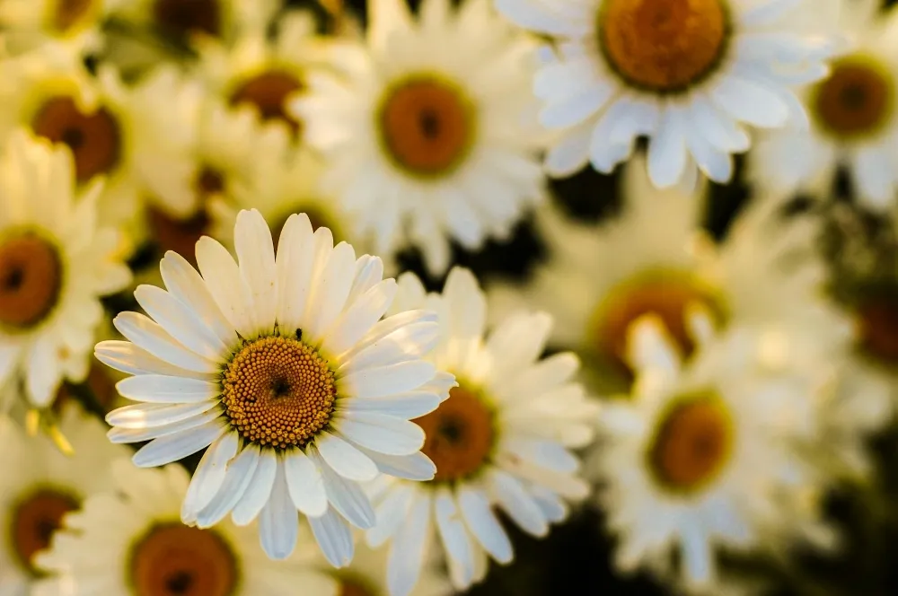 DANCING DAISY IN MY SUMMER TIME. - by Rajalakshmi M R - CollectLo
