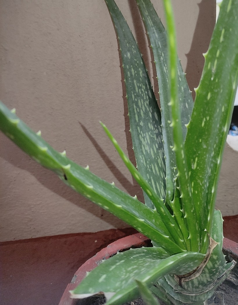 All about Aloevera that you didnot know yet. - by Israth Nazneen B  - CollectLo